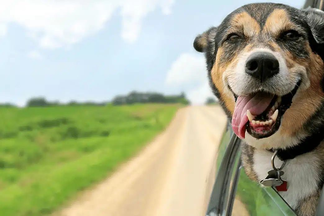 Les assurances pour animaux assurent-elles vraiment une couverture complète1