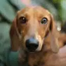 shallow focus photography of adult brown daschund