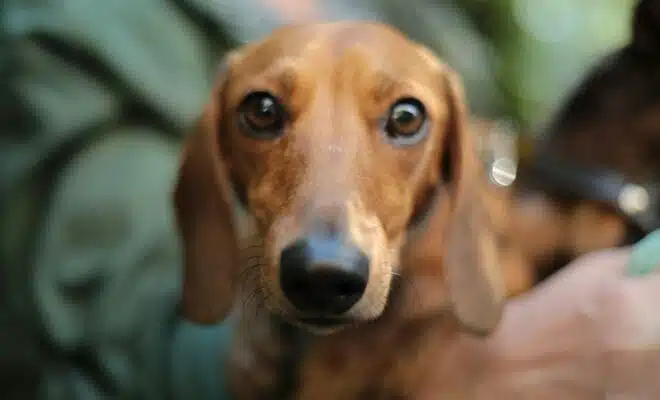 shallow focus photography of adult brown daschund